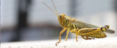 cricket image