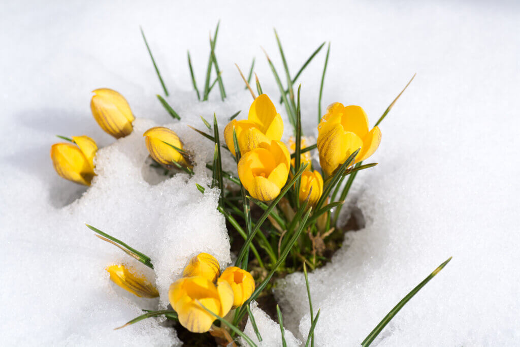 crocus popping up through the snow