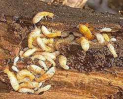 Picture of Termites pictures of termites picture of a termite
