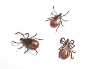 Picture of Deer Ticks