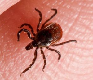 Picture of Deer Tick on Skin