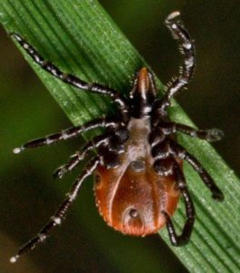 Deer Tick on Leaf