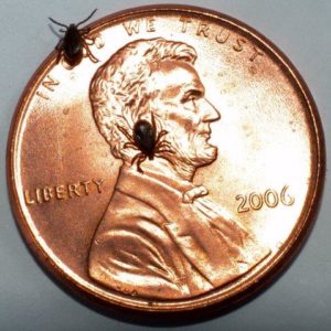 Deer Ticks on a Penny