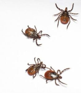 Picture of Deer Ticks