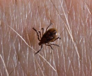 Picture of Deer Tick on Skin