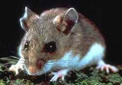 Deer Mouse Photo