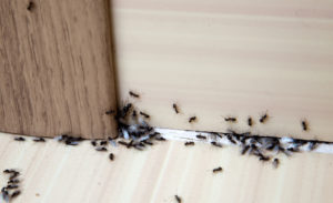 dangers of DIY pest control