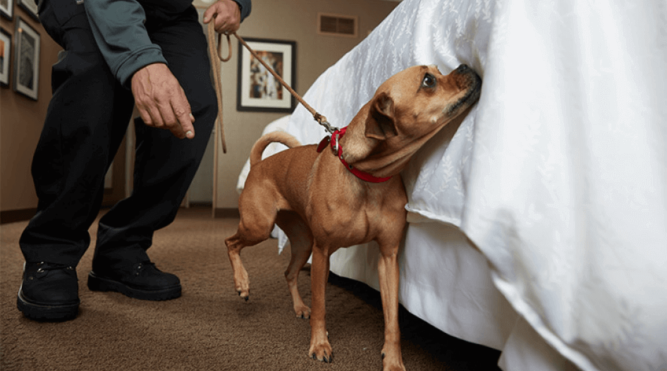 bed bug sniffing dog checking a bed in an apartment building