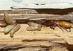 Illustration of a Western Drywood Termite