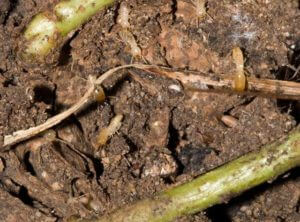 Picture of Eastern Subterranean Termites in Soil