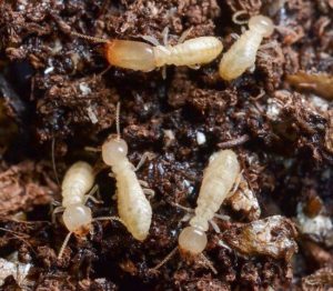 Infestation of Eastern Subterranean Termites on Rotted Wood