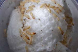 Image of Eastern Subterranean Termites Caught on a Cleaning Cloth