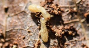 Eastern Subterranean Termites on a Leaf