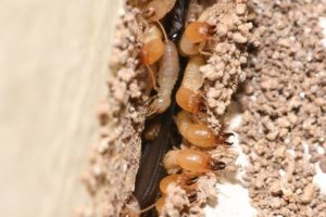 Eastern Subterranean Termites Inside a Wall