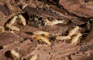 Picture of Termites on Ground