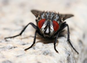 Front view of a filth fly