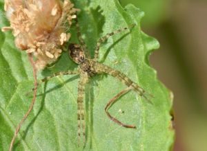 fishing spider eating a fish