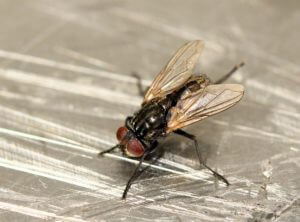 Common house fly