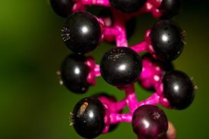 Picture of Fruit Fly on Berries