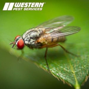 Picture of Fruit Fly on Leaf