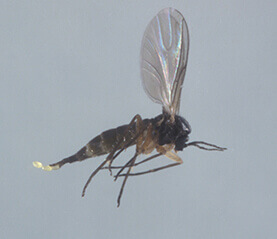 Picture of Fungus Gnat Life Cycle of a Gnat