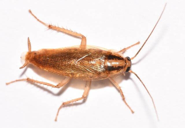 male german cockroach image
