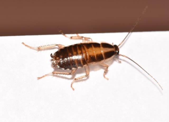 german cockroach image from top and side view