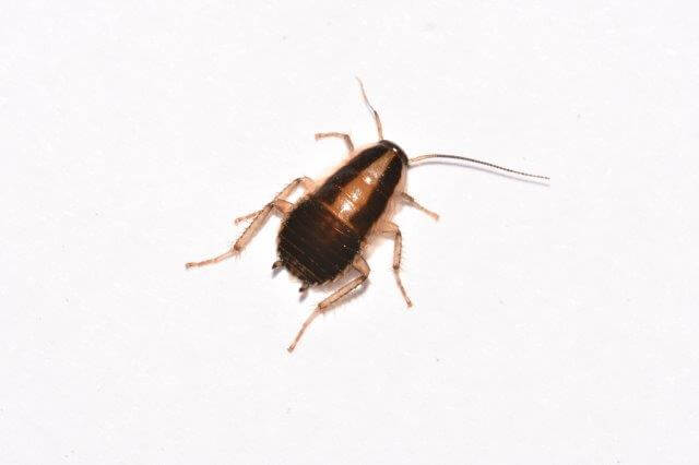 german cockroach image from top