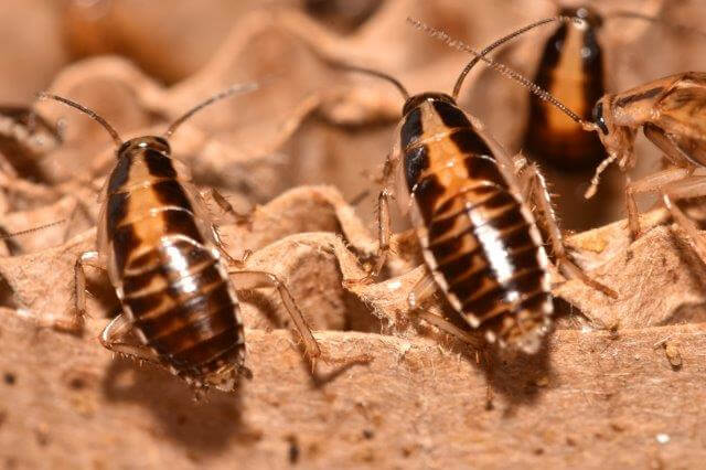 photo of several german cockroaches