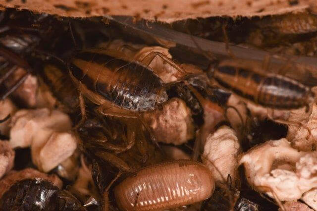 german cockroaches - one with egg capsule