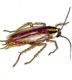german cockroach illustration