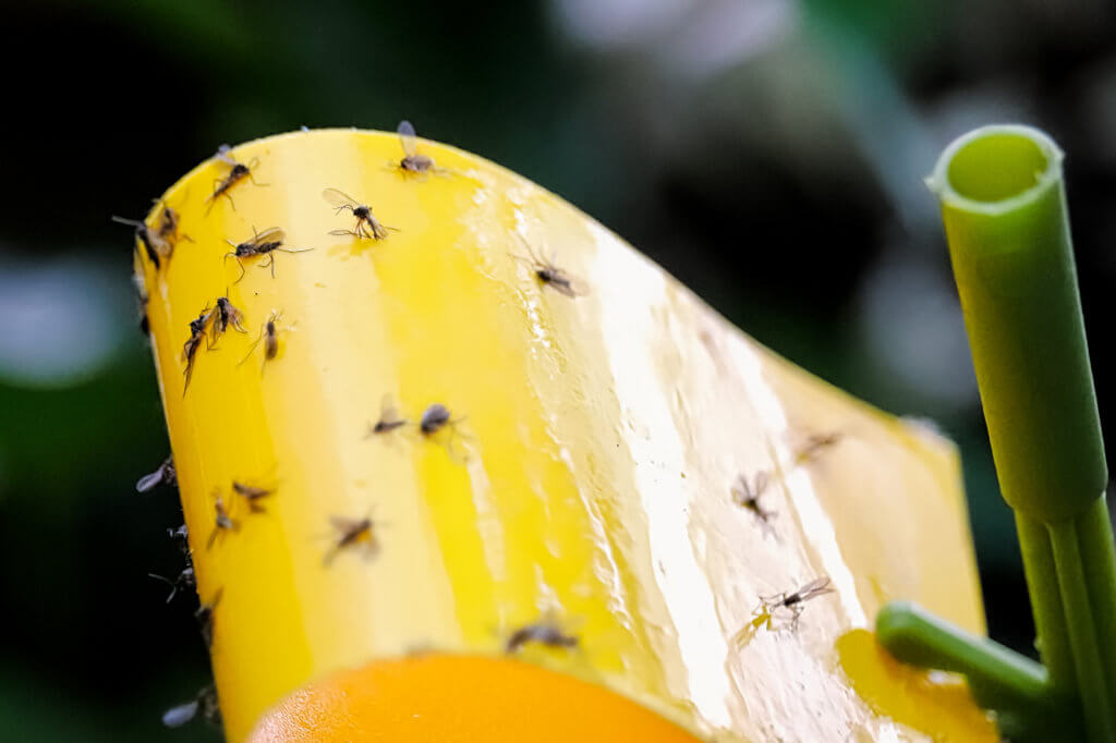 gnats on sticky fly strip