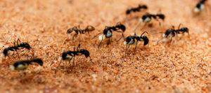 Commercial ant control for your business