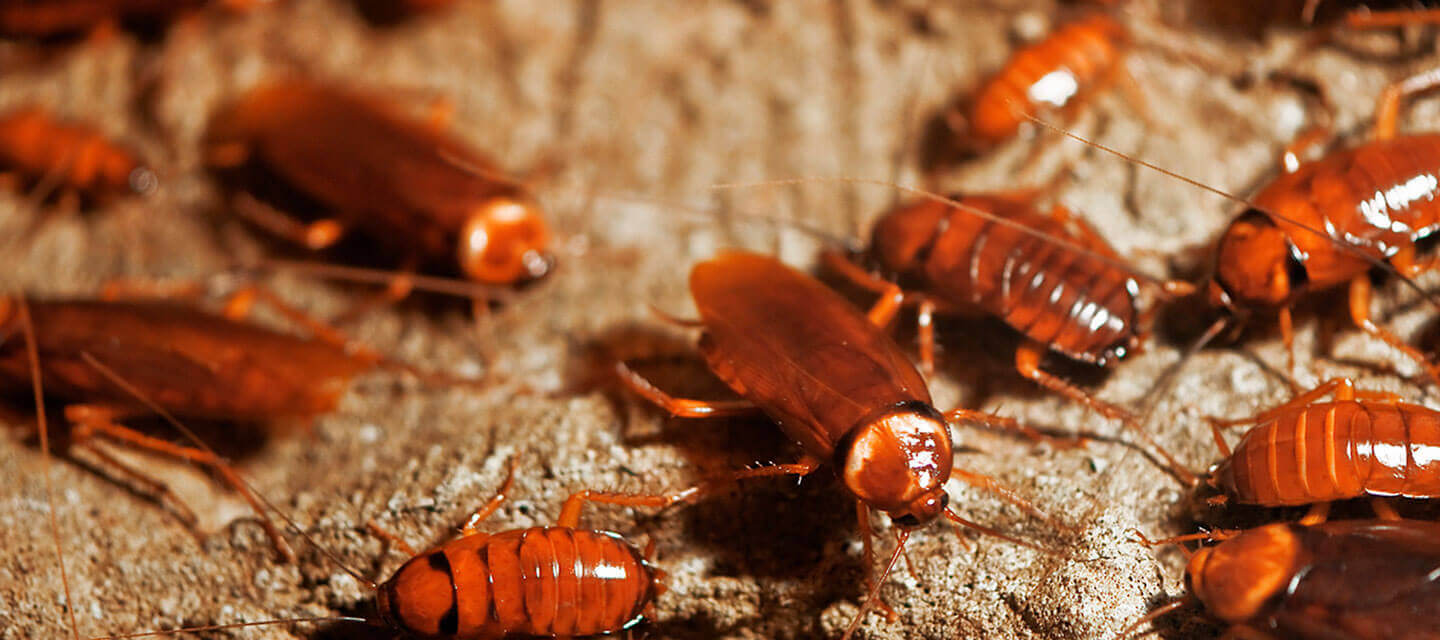Creative Exterior Roach Control for Large Space