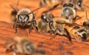 Picture of Honey Bees on Wood