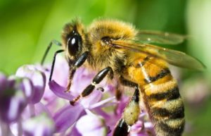 Honey Bee on Flower