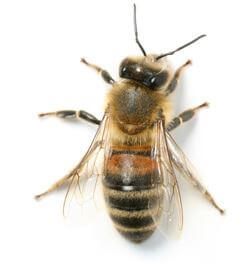 Top View of Honey Bee