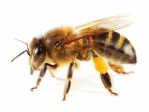 Picture of Honey Bee with Pollen