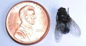 Picture of a House Fly Next to a Penny