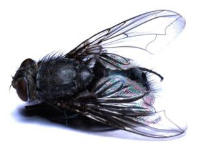 Illustration of a House Fly
