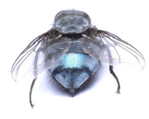 Picture of a House Fly from the Back