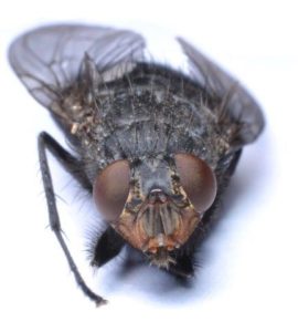 Picture of a House Fly