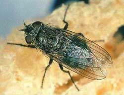 Close Up Picture of a House Fly