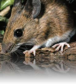 mouse image what does a mouse look like and mouse identification