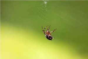 Picture of House Spider on Web