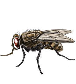 Picture of a House Fly
