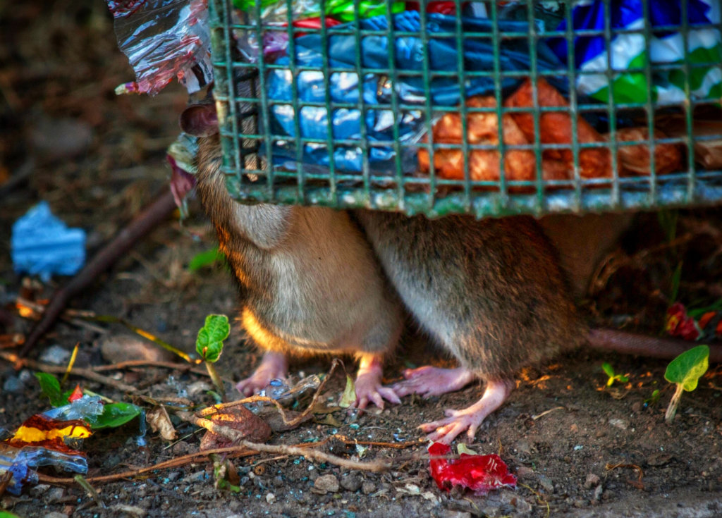 rats attracted to open garbages because of the smell