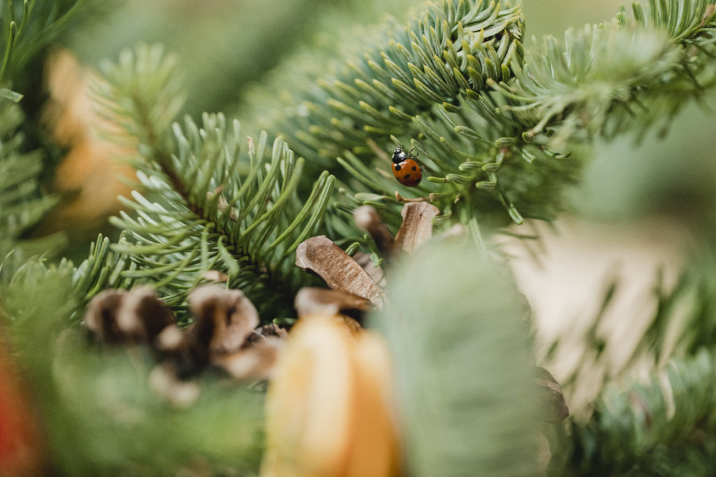 Lady bug in christmas tree