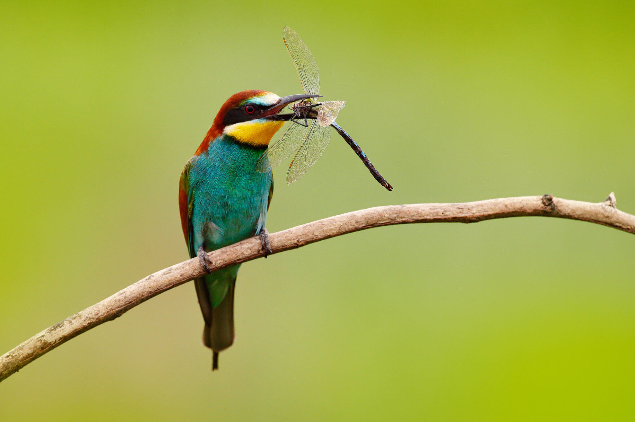 EATING BUGS? Western Pest Services