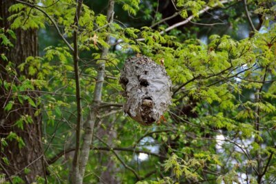 Paper wasp nest high in a tree